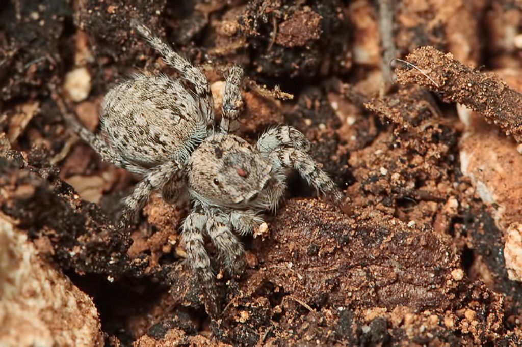 Aelurillus sp, - Malta